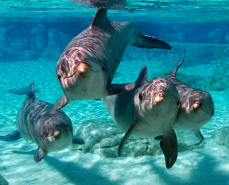 SWC_Dolphins-05-(1)